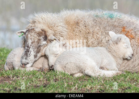 Early Spring on the of Burrow Mump, Burrowbridge in Somerset and two young lambs fall asleep in the safety of their mother. Stock Photo