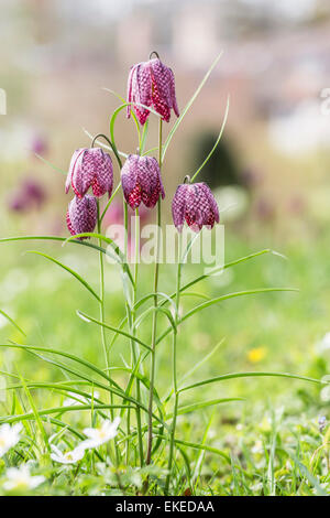 Purple Fritillaria meleagris, snake's head lily or fritillary, flowering in springtime, Surrey, UK Stock Photo