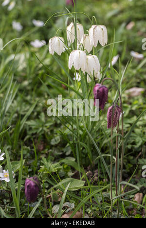 Flowering purple and white fritillaries, Fritillaria meleagris, snake's head lily or fritillary, growing in springtime, Surrey, southeast England, UK Stock Photo