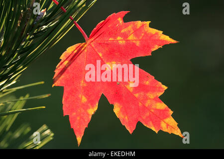 Close up of red maple leaf Stock Photo