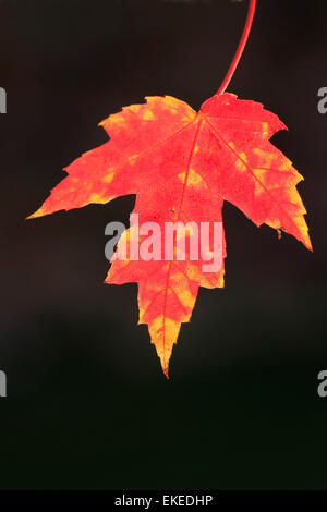 Close up of red maple leaf with dark background Stock Photo