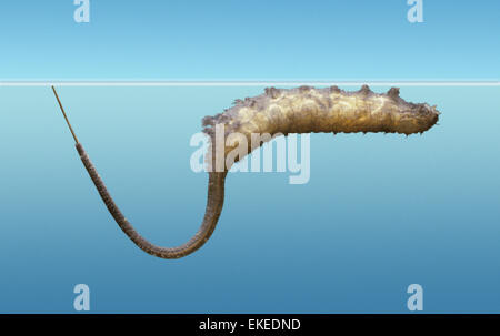 Rat-tailed maggot - Drone Fly larva Eristalis tenax Stock Photo