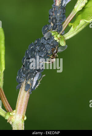 Black Bean Aphid - Aphis fabae Stock Photo