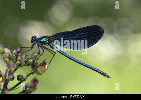 Beautiful Demoiselle - Calopteryx virgo - male Stock Photo