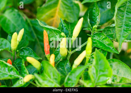 ripe red and green hot chili peppers on a tree Stock Photo