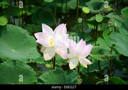 Lotus Flower or Water Lilly Blossom in pond Stock Photo