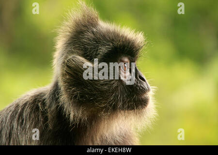 Portrait of Silvered leaf monkey, Sepilok, Borneo, Malaysia Stock Photo