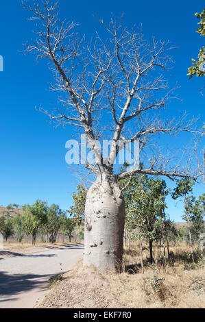 Boab Tree (Adansonia gregorii), Kimberley, Western Australia, WA, Australia Stock Photo