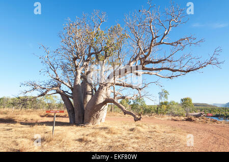 Durack Tree, El Questro Wilderness Park, Kimberley, Western Australia, WA, Australia Stock Photo