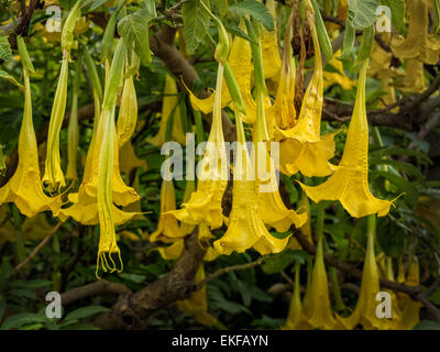 Yellow Brugmansia or Angels Trumpets or Datura bunch of flowers sag from twig Stock Photo