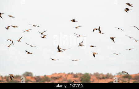A flock of Australian pratincoles Stiltia isabella, near Winton, Queensland, Australia Stock Photo
