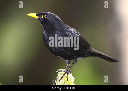 blackbird turdus merula Stock Photo