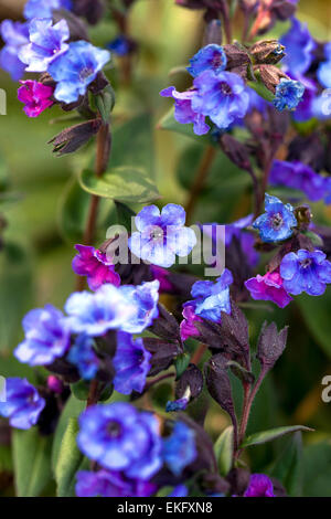 Pulmonaria ‘Blue Ensign’, Blue Lungwort, Stock Photo