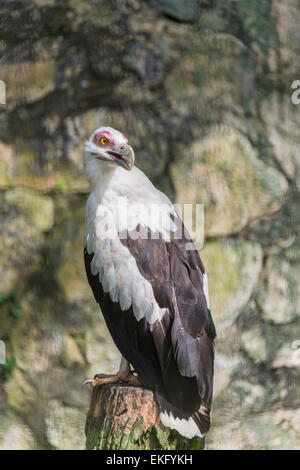 Palm nut vulture Gypohierax angolensis Stock Photo