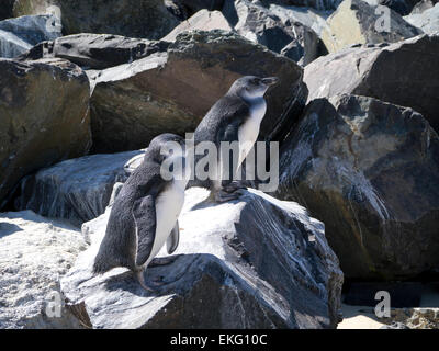 A pair of African Penguins on rocks at Boulders Beach in Simon's Town, Capetown, South Africa