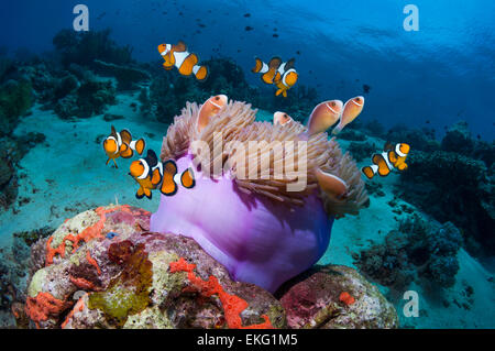 Clown anemonefish (Amphiprion percula) and Pink anemonefish (A perideraion) with magnificent anemone on coral reef.  Indonesia Stock Photo