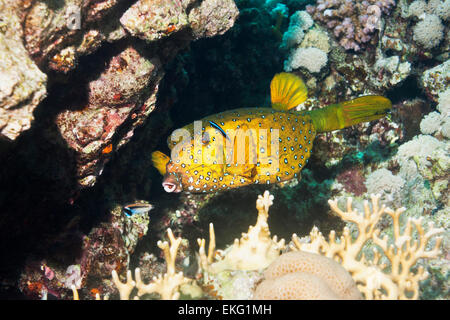 Yellow boxfish or Cube trunkfish (Ostracion cubicus), female.  Egypt, Red Sea.  Indo-Pacific. Stock Photo