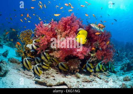 Coral reef scenery with Golden butterflyfish (Chaetodon semilarvatus) and Red Sea bannerfish (Heniochus intermedius) Stock Photo