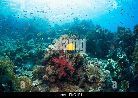 A Golden butterflyfish (Chaetodon semilarvatus) on coral reef.  Egypt, Red Sea. Stock Photo