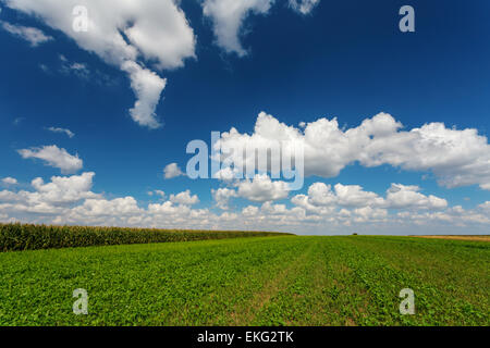 Blue cloudy sky over green meadow, spring time, countryside near Czacz in Poland, Europe Stock Photo
