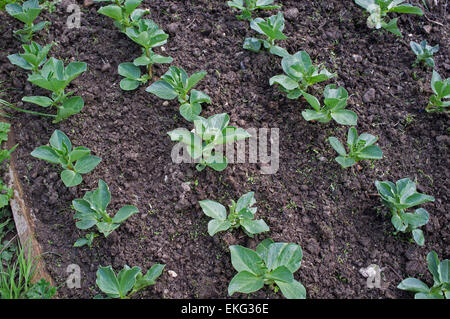 Young broad bean plants Stock Photo