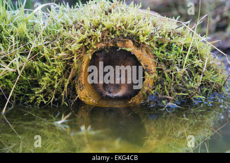Water vole looking out of a pipe Stock Photo