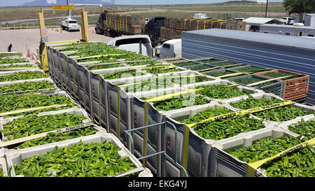 A CBP Agriculture Specialist examines a shipment of green chile for pests and disease at the Columbus (New Mexico) port of entry. Photos by: Chad Gerber Stock Photo