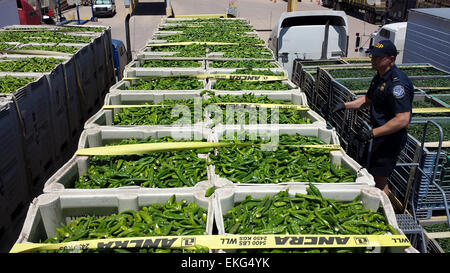 A CBP Agriculture Specialist examines a shipment of green chile for pests and disease at the Columbus (New Mexico) port of entry. Photos by: Chad Gerber Stock Photo