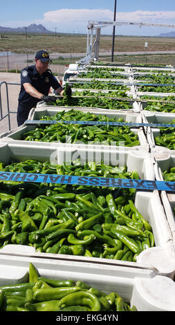 A CBP Agriculture Specialist examines a shipment of green chile for pests and disease at the Columbus (New Mexico) port of entry. Photos by: Chad Gerber Stock Photo