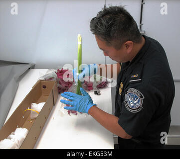 Customs and Border Protection agricultural specialist Keturah Ransom uses a fine-point  paint brush to collect a tiny insect she discovered in an imported  shipments of stem-cut flowers at John F. Kennedy International