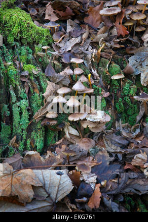 Fungi and moss on rotting log, rainforest floor Boarder Ranges National ...