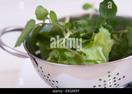 Still life food image of watercress & lettuce in a  metal colander Stock Photo