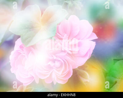 Double Exposure Geranium Flower With Bokeh Background