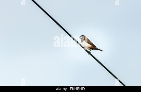 White-rumped Munia, Lonchura striata, small bird, perched on wire Stock Photo