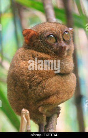 Tarsier sitting on a tree, Bohol island, Philippines Stock Photo - Alamy