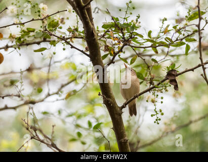 Small bird Blyth's Reed Warbler Acrocephalus dumetorum perched in a tree with copy space Stock Photo