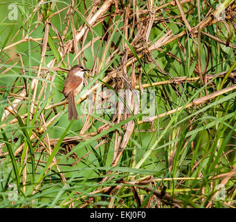 Yellow-eyed babbler perched on grass blade with copy space Stock Photo