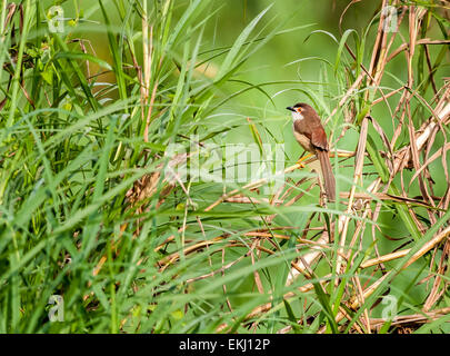 Yellow-eyed babbler perched on grass blade with copy space Stock Photo