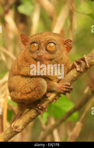 Tarsier sitting on a tree, Bohol island, Philippines, Southeast Asia Stock Photo