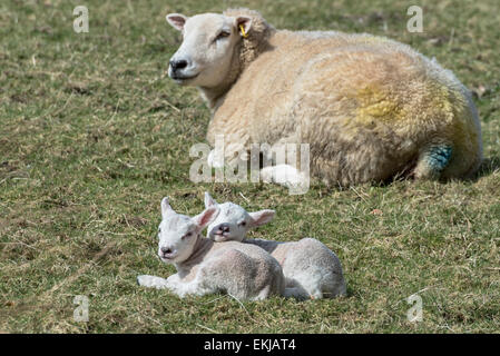 A ewe and newly born lambs near Rosthwaite in Cumbria, England on a sunny spring day Stock Photo