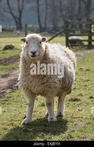 A herdwick ewe near Rosthwaite in Cumbria, England on a sunny spring day Stock Photo