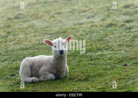 Lambs in the mist.  Two young lambs looking at  the photographer on a path around Loweswater in Cumbria, UK Stock Photo