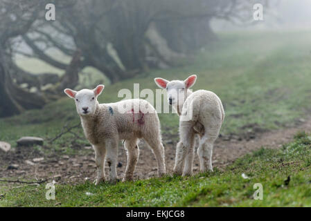 Lambs in the mist.  Two young lambs looking at  the photographer on a path around Loweswater in Cumbria, UK Stock Photo
