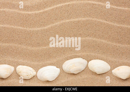 White shell lie on the sand, can be used as background Stock Photo