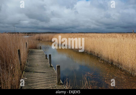 reedbeds at hickling broad nature reserve, norfolk, england Stock Photo