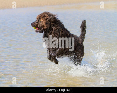 Black Labradoodle dog jumping through the sea with a yellow tennis ball in its mouth at Porth Swtan, Church Bay, Anglesey Stock Photo