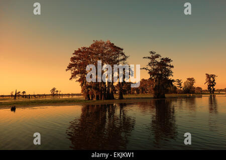 Sunset on Louisiana bayou and large size cypress trees Stock Photo