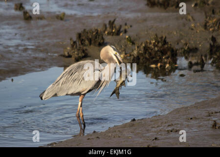 A Great blue heron catches a large fish in a coastal salt marsh. Stock Photo