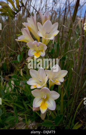 Common Freesia, Freesia spec., found along the coasts of the Maltese Islands, Mediterranean Sea. Stock Photo