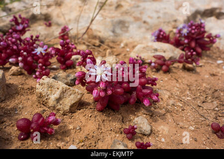 Azure stonecrop, Sedum caeruleum, from  the rocky shore of the Maltese Islands. Stock Photo